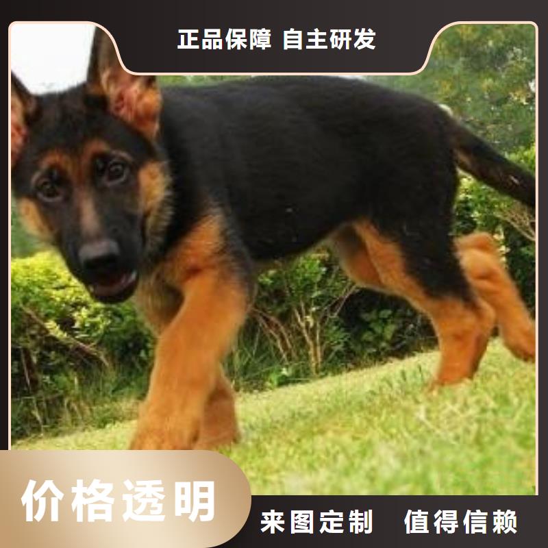 德国牧羊犬,德牧犬重信誉厂家