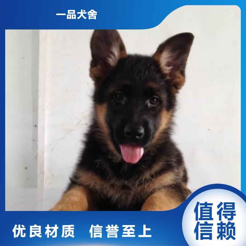 德国牧羊犬杜宾犬直销厂家