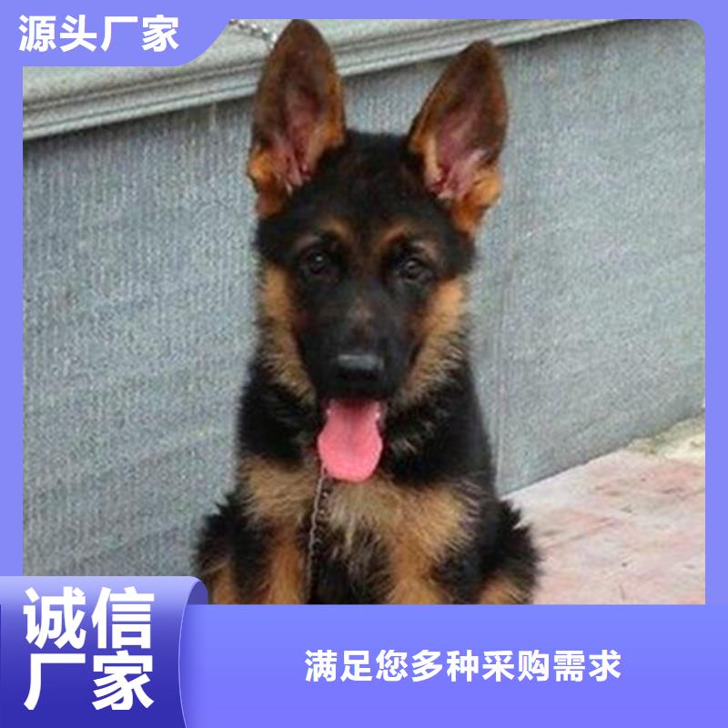 德国牧羊犬马犬品质商家