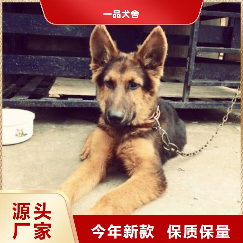 德国牧羊犬马犬品质商家